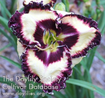 Daylily Graphic Design